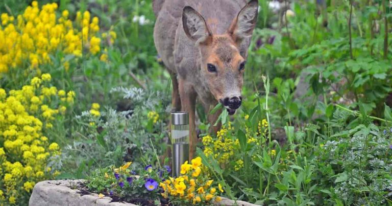 A Deer eating in a garden