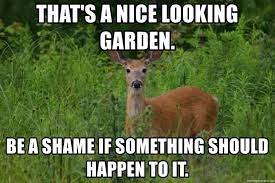 A deer meme: "That's a nice looking garden. Be a shame if something should happen to it."
