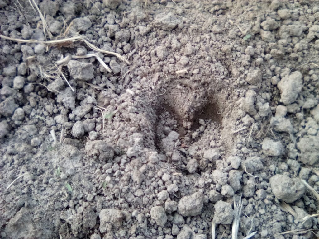 Deer tracks in my garden.