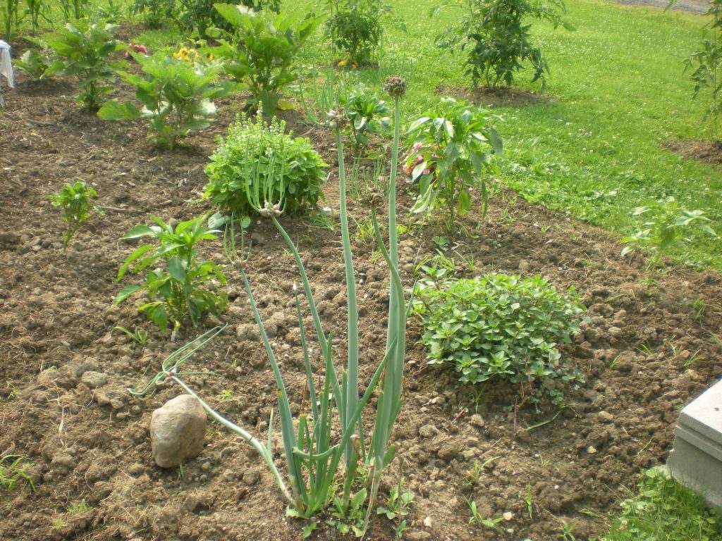 Replanted from pot: Egyptian Walking Onions in garden next to peppermint and among other plants (basil, sunflower, eggplant, corn, peppers, etc.).