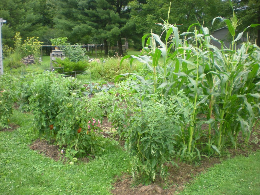 Angle shot of garden growth. Corn, veggies, compost bin, and wood stack.