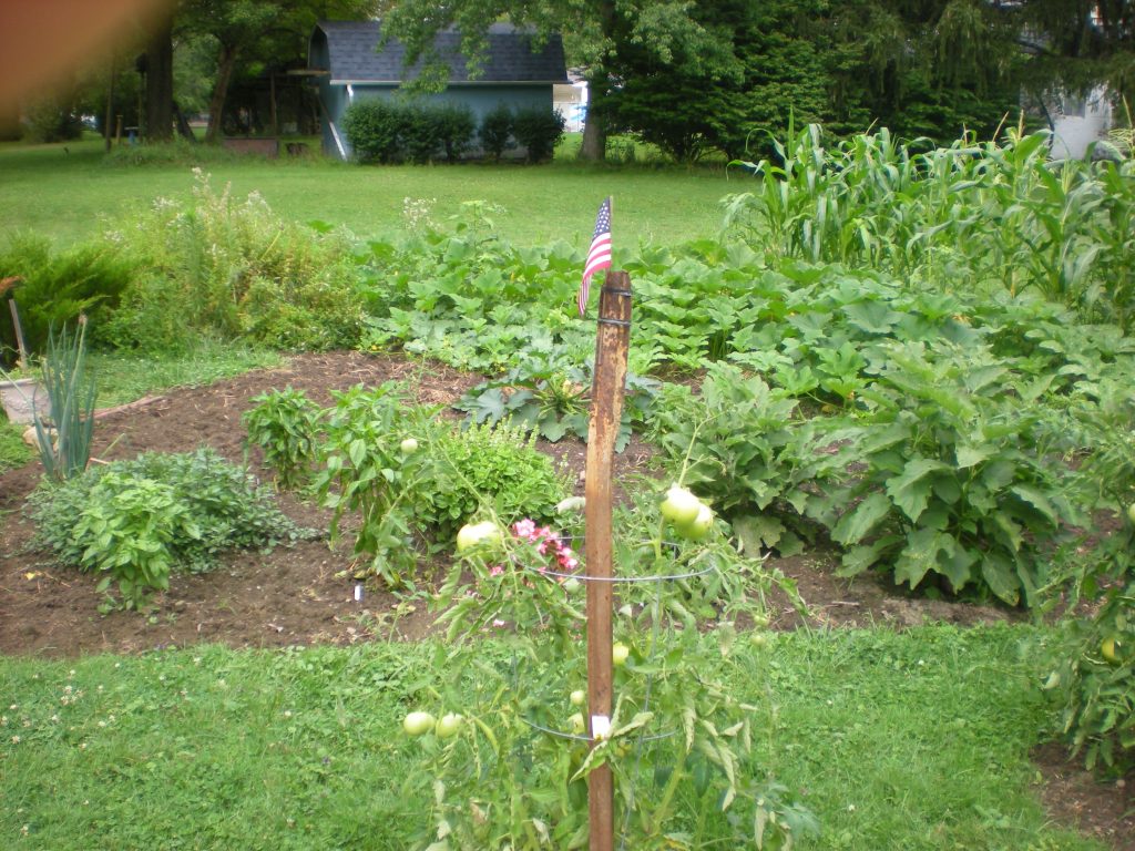 Side view of garden growth, with neighbor's shed in background.