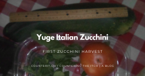 My Yuge Italian Zucchini next to a big tomato and some herbs.