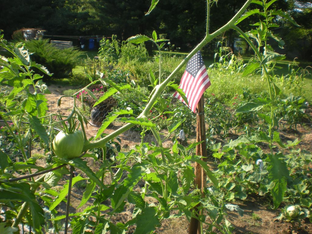 2024 Victory Garden and American flag.