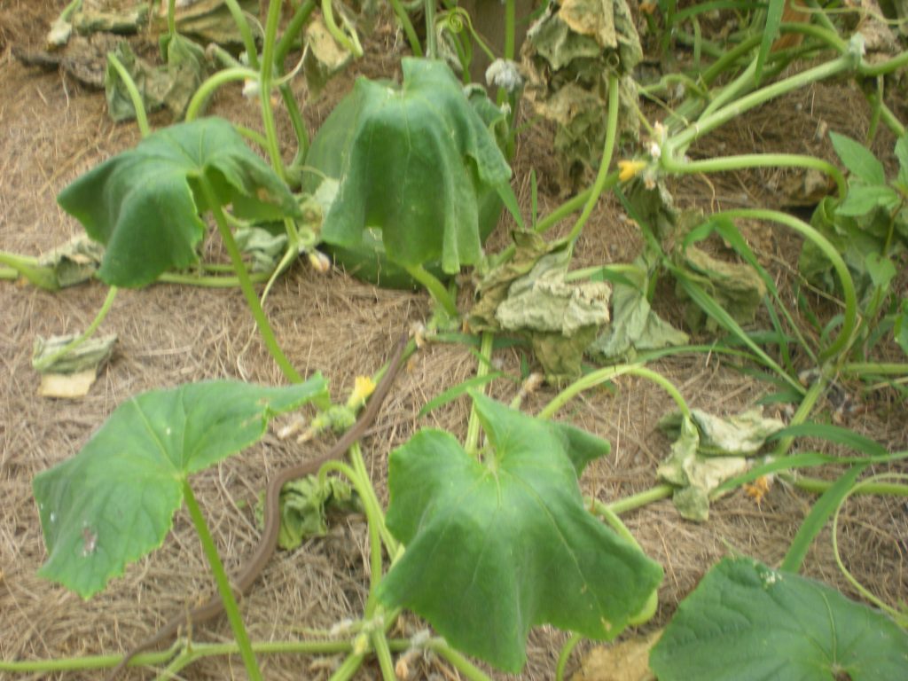 A garden snake slithering by my pickle plants in July 2024.