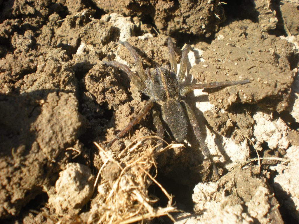 Wolf spider in my garden. May 2024.