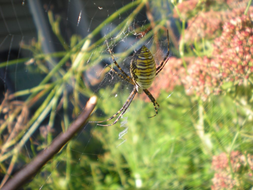 Argiope trifasciata, aka a banded garden spider, in my herb garden on Saturday morning, 05 October 2024.