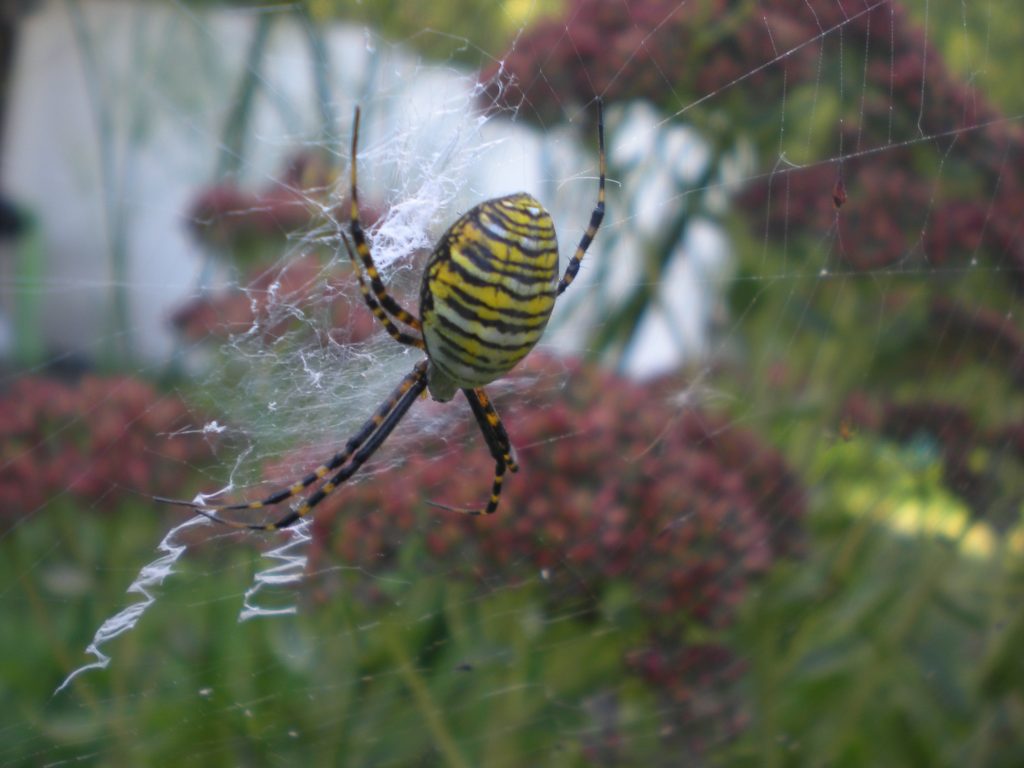 Argiope trifasciata, aka a banded garden spider, in my herb garden on Sunday afternoon, 06 October 2024.