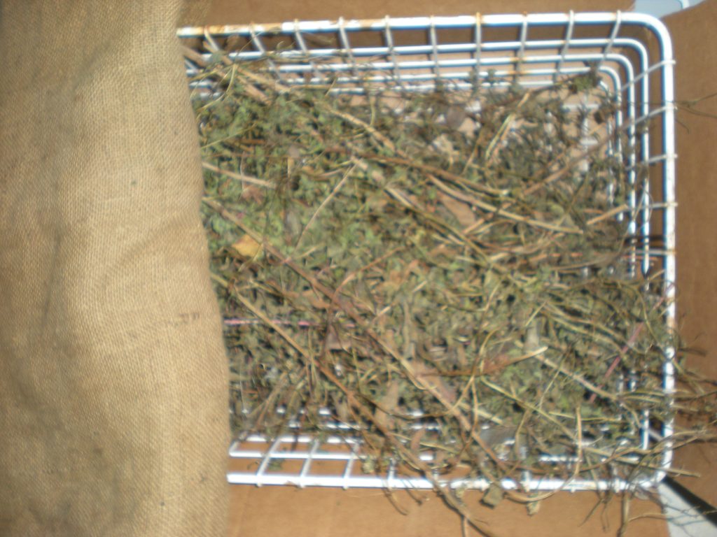 Dried peppermint in a basket. Dried peppermint in a basket.