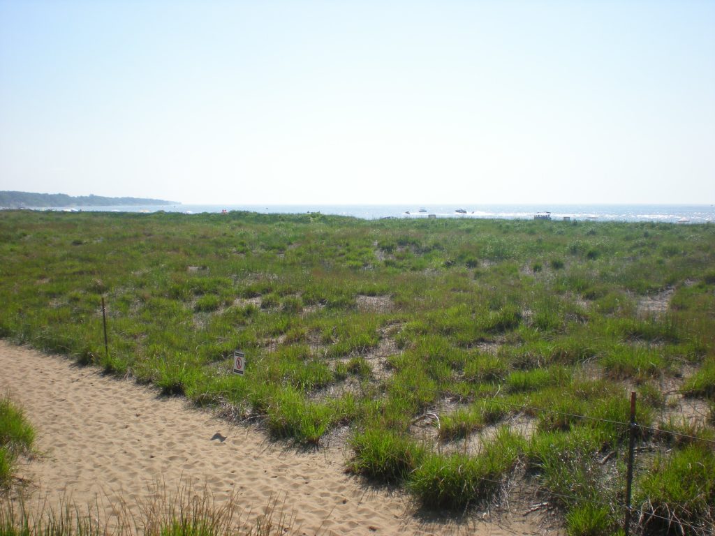 Sand dunes and American Beach Grass at Headlands Beach in Mentor, Ohio.