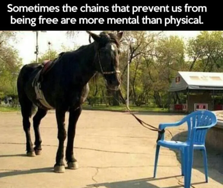 Mental Conditioned Horse Tied to a Plastic Chair Mental Conditioned Horse Tied to a Plastic Chair
