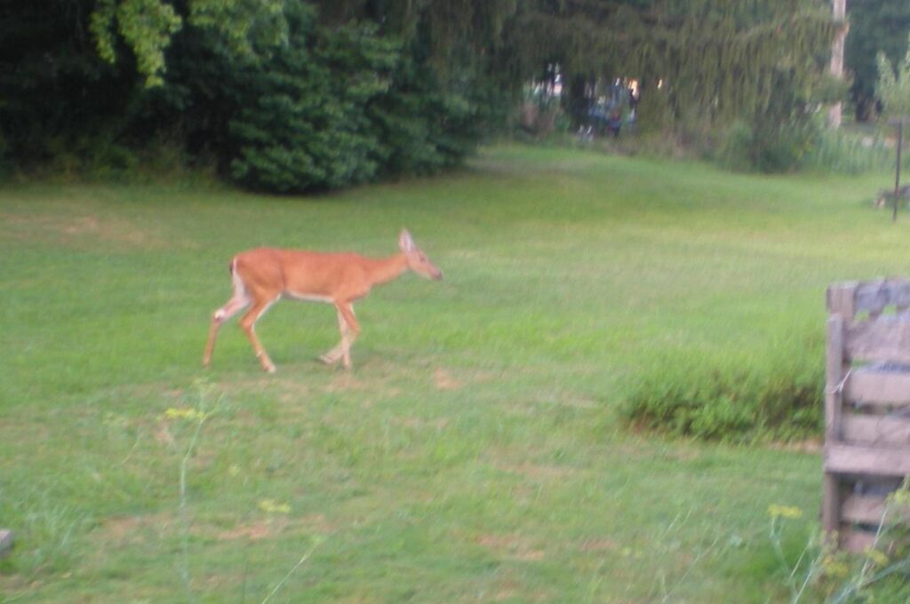 Deer approaching my Victory Garden. Deer approaching my Victory Garden. August 2025.