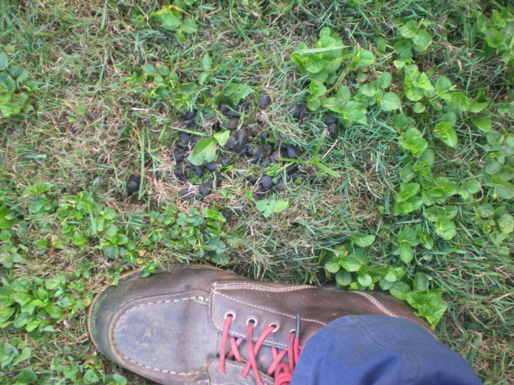 Deer scat left by scared deer next to garden. Deer scat left by scared deer next to garden.