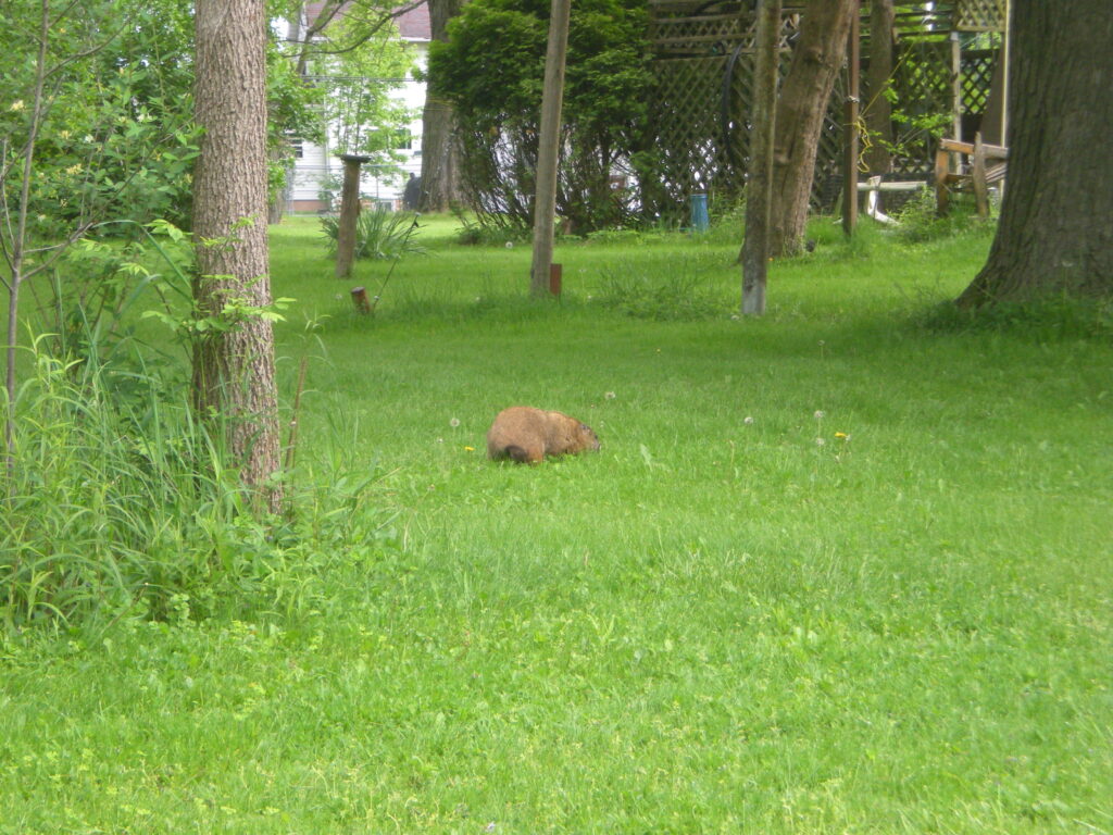 Put A Sling On My Ruger 10/22: It's Now A Future "Project Appleseed" Rifle Miss Falls, the groundhog. May 2025.
