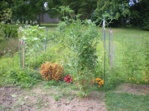 Tallest Tomato plant in garden as of mid-August 2025. Just over six feet high.
