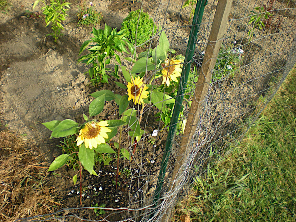 Dwarf sunflowers in my 2025 Victory Garden as of mid-September. Dwarf sunflowers in my 2025 Victory Garden as of mid-September.