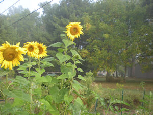 Mammoth Sunflowers as of mid-September in the 2025 Victory Garden.