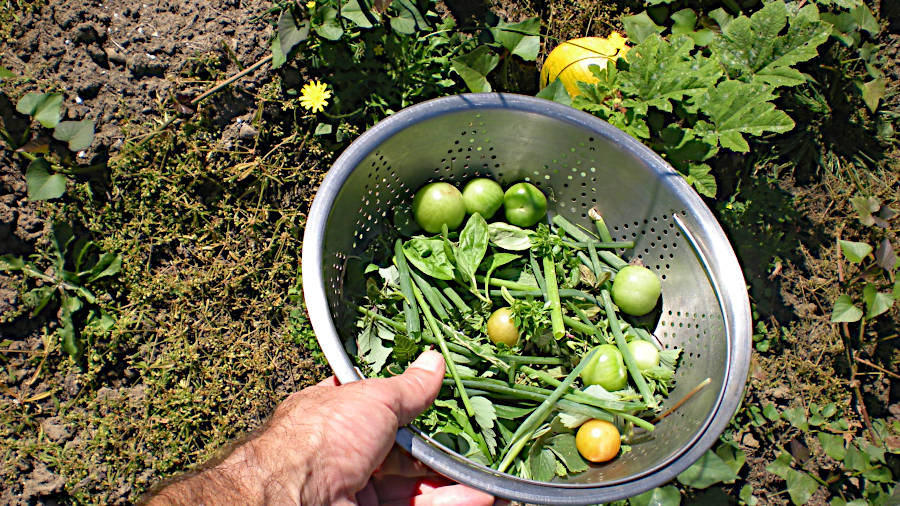 Herbs and Cherry Tomatoes A Variety of Herbs and Cherry Tomatoes from the Victory Garden.