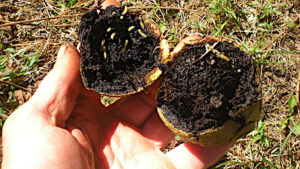Inside husk of black walnuts infested with maggots.