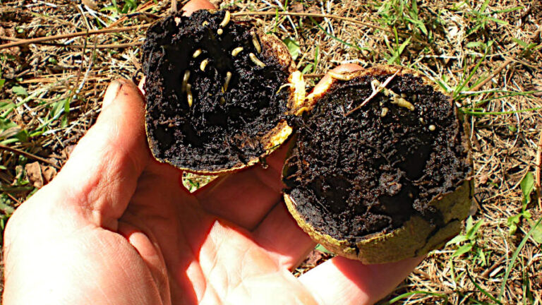 Maggot Infested Walnuts and Red Potatoes Inside husk of black walnuts infested with maggots.