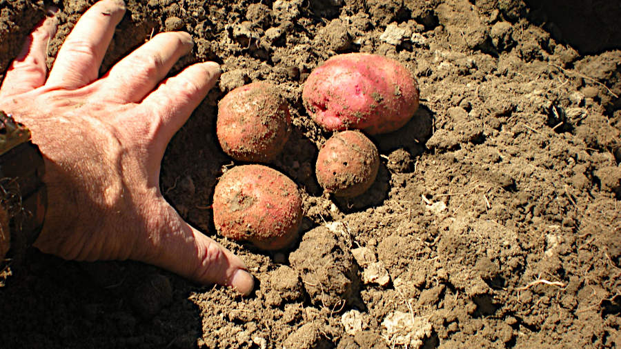 First harvest of potatoes. First harvest of potatoes on Columbus Day, 13 Oct. 2025.