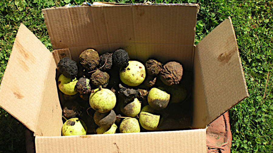 Partial harvest of walnuts still in their husk. Oct. 2025. Partial harvest of walnuts still in their husk. Oct. 2025.