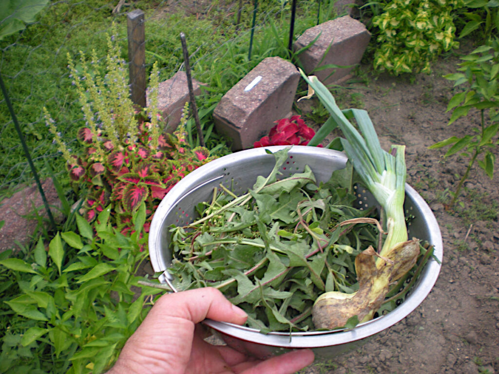 Garden parasite-free greens from garden 2026: dandelion, purslane, onions, herbs.