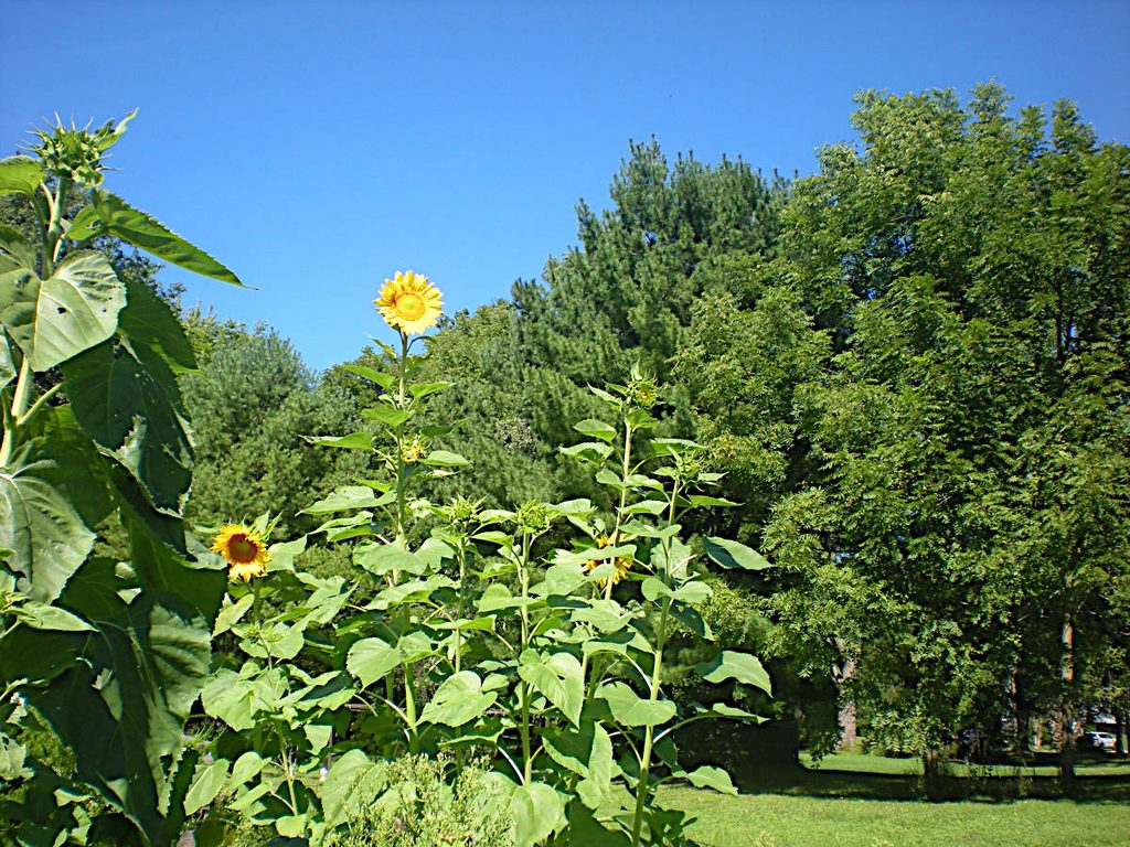 Joe's Garden 2026: Sunflowers finally beginning to bloom (first week of September).
