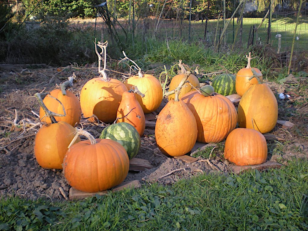 Garden Harvest 2026: pumpkins, watermelon, and a baby cantaloupe.